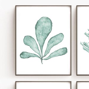 May include: A watercolor painting of a teal green seaweed with five fan-shaped leaves. The seaweed is isolated on a white background.