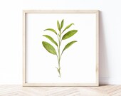 Printable Herb Wall Art of Sage Watercolor Painting, Digital Print Download, Kitchen Wall Decor, Gift Idea for Cook, Dining Room Wall Art
