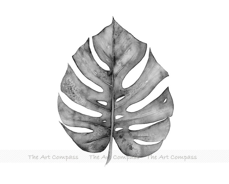 Puede incluir: Una pintura de acuarela en blanco y negro de una sola hoja de monstera.