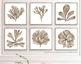 Square Art Print Set of 6 Prints, Printable Wall Art Sepia Sea Fan Watercolour Paintings, Coastal Theme Living Room Wall Decor 4x4 to 24x24