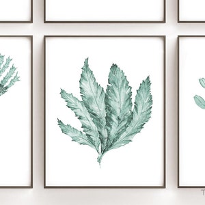 May include: A watercolor painting of a sprig of green leaves with a white background. The leaves are arranged in a fan shape and have a delicate, feathery texture.