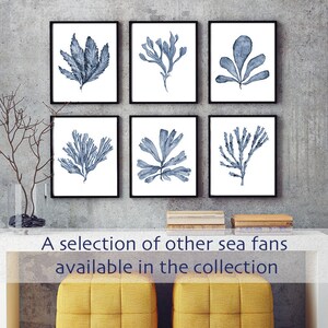 May include: Six framed watercolor prints of blue sea fans on a white background. The prints are arranged in a grid of two rows and three columns. The prints are displayed on a white wall above a white table with two yellow ottomans.