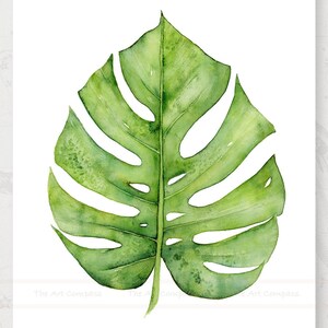 May include: A single green watercolor painting of a monstera leaf with a white background.