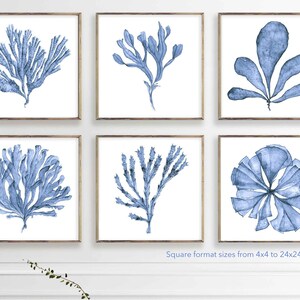 Druckbare Kunst, Set von sechs Drucken Küsten-Wand-Dekor, Digitaldrucke herunterladen, Koralle Meeresfächer Aquarelle bis zu 24x24 Kornblumenblau