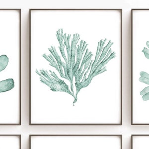 May include: A framed print of a watercolor painting of a light green seaweed branch on a white background.