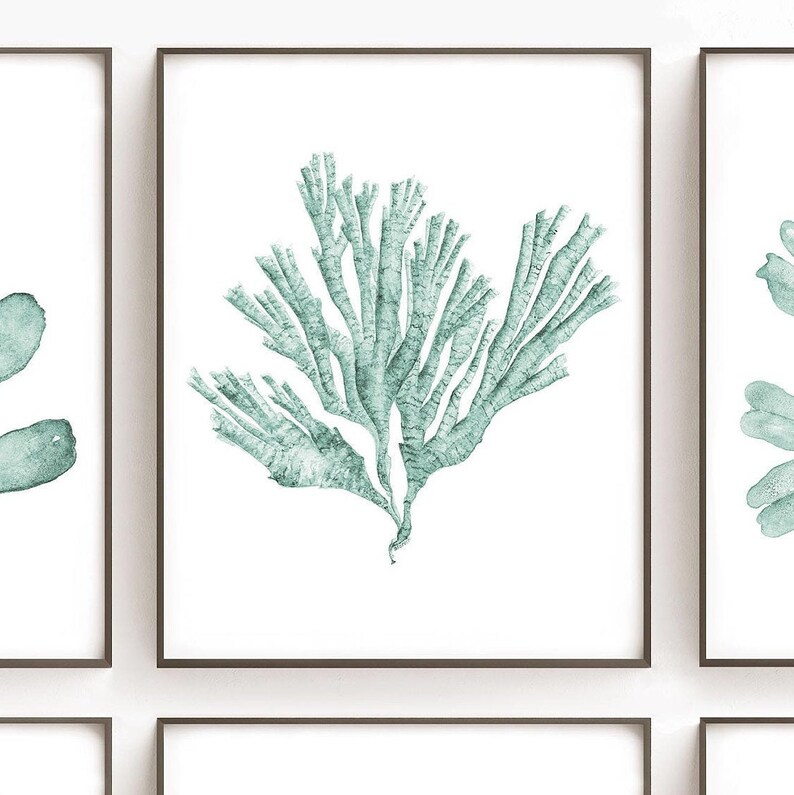 May include: A framed print of a watercolor painting of a light green seaweed branch on a white background.