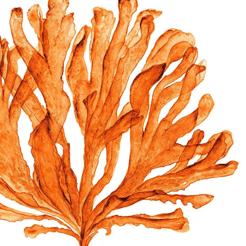 Coral Sea Fan Printable Wall Art Digital Prints Download in - Etsy