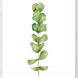 May include: A watercolor painting of a single stem of eucalyptus leaves. The leaves are a light green color and have a slightly textured appearance. The stem is thin and brown.
