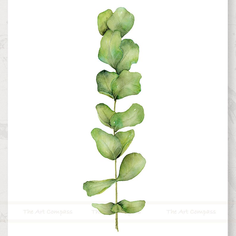 May include: A watercolor painting of a single stem of eucalyptus leaves. The leaves are a light green color and have a slightly textured appearance. The stem is thin and brown.
