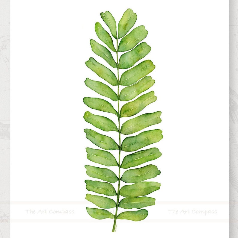 May include: A watercolor painting of a single green leaf with a long stem and many leaflets. The leaf is painted in a realistic style, with subtle variations in color and texture.