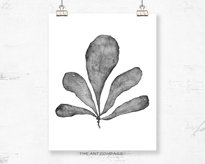 Printable Wall Art Botanical Print Set of 3 Watercolour Paintings, Black and White Prints 8x10 16x20 24x30 Coastal Artwork Office Wall Decor