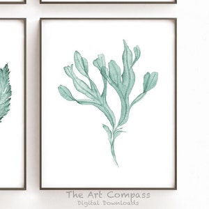 May include: A watercolor painting of a single green seaweed branch on a white background. The painting is framed in a black frame. The text "The Art Compass Digital Downloads" is at the bottom of the image.