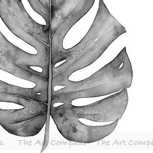 Puede incluir: Una pintura de acuarela en blanco y negro de una sola hoja de monstera. La hoja es grande y tiene una forma distintiva con agujeros y una vena central.