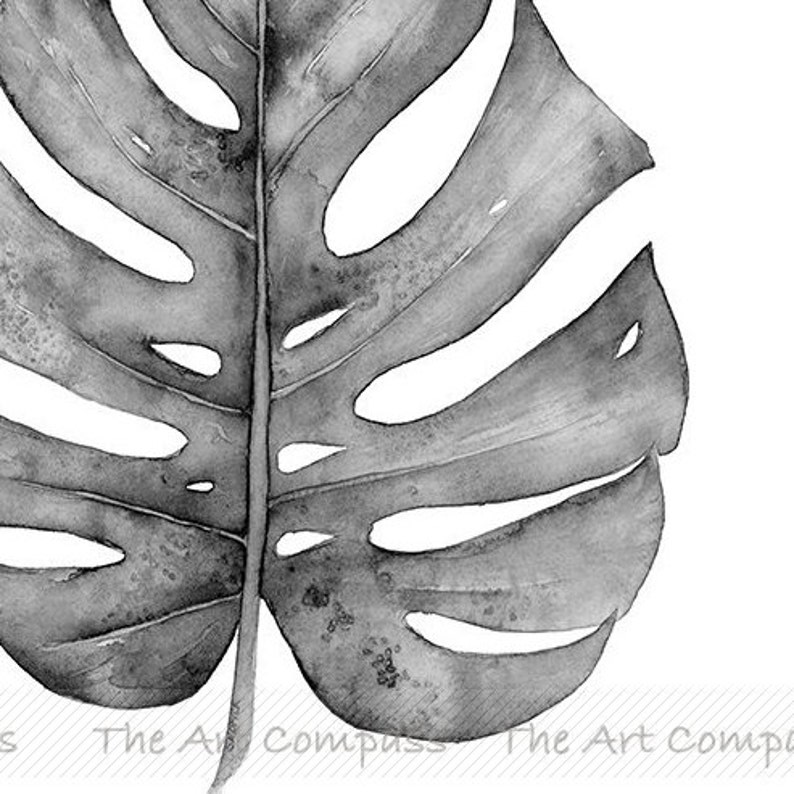 Puede incluir: Una pintura de acuarela en blanco y negro de una sola hoja de monstera. La hoja es grande y tiene una forma distintiva con agujeros y una vena central.