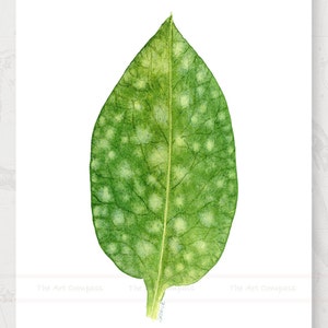 May include: A close-up of a green leaf with white spots. The leaf is isolated on a white background.