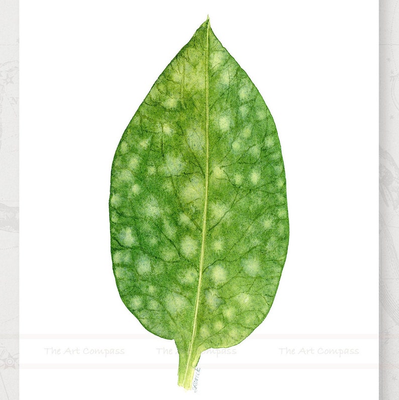 May include: A close-up of a green leaf with white spots. The leaf is isolated on a white background.