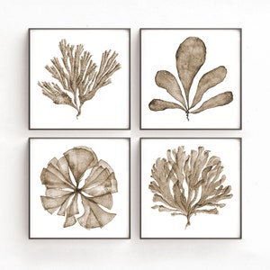 Printable Wall Art, Sea Fan Watercolour Painting Botanical Print Set of 4 Prints, Four Piece Wall Art, Square Artwork in Sepia Taupe Brown