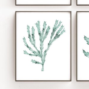 May include: A watercolor painting of a single branch of green seaweed. The seaweed is depicted in a light green color and has a delicate, feathery texture.