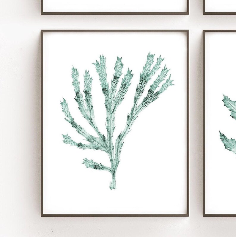 May include: A watercolor painting of a single branch of green seaweed. The seaweed is depicted in a light green color and has a delicate, feathery texture.