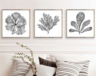 Black and White Wall Art Set of 3 Digital Prints Download, Square Printable Wall Art, Watercolour Paintings of Coral Sea Fans, Coastal Decor