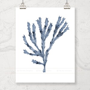 May include: A blue watercolor illustration of a seaweed branch with a white background.