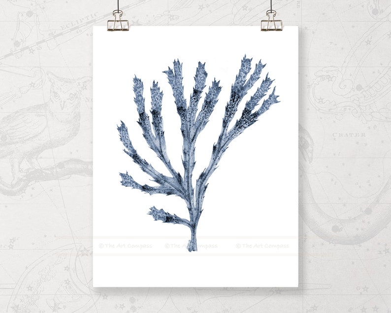 May include: A blue watercolor illustration of a seaweed branch with a white background.