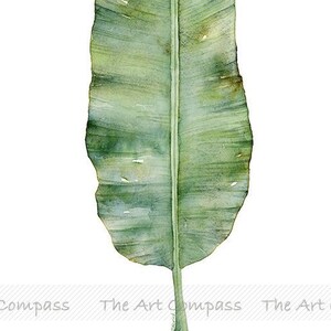 May include: A watercolor painting of a single green banana leaf with a central vein running down the length of the leaf.