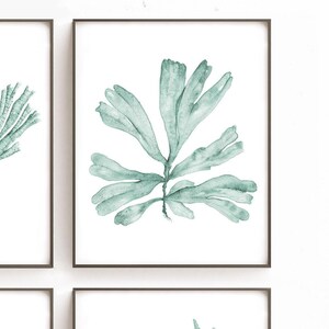 May include: A watercolor painting of a single, light green seaweed branch with a white background.