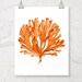 Coral Sea Fan Printable Wall Art Digital Prints Download in - Etsy
