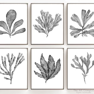 Printable Wall Art, Black and White Botanical Print Set of 6 Digital Prints, 8x10 16x20 24x30 Inches, Hampton Style Gallery Wall Set of Six