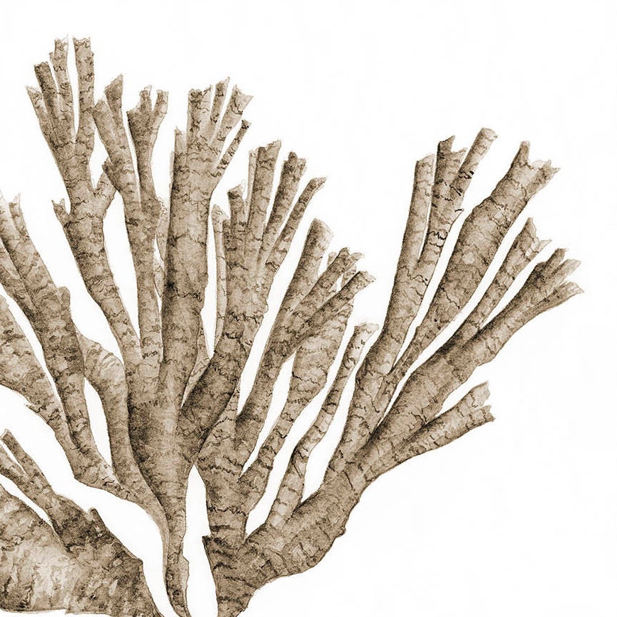 Printable Wall Art Sea Fan Watercolour Painting Botanical Etsy