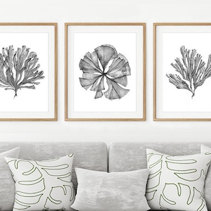 Peut inclure: Trois impressions encadrées en noir et blanc d'illustrations d'algues. Les impressions sont accrochées à un mur blanc au-dessus d'un canapé gris avec des coussins blancs et verts.