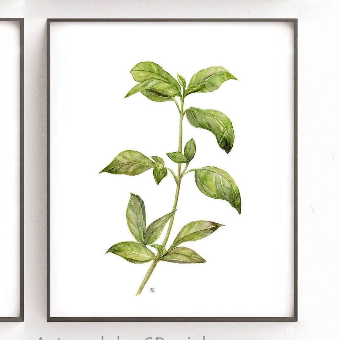 Herb Prints Set of 4 Plant Printable Wall Art Kitchen Wall | Etsy
