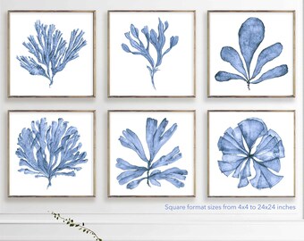 Printable Wall Art Print Set of 6 Prints, Digital Download Artwork for Walls, Sea Fan Watercolor Paintings, Coastal Wall Decor 4x4 to 24x24