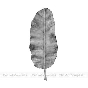 Puede incluir: Una ilustraci&oacute;n de acuarela en blanco y negro de una sola hoja de pl&aacute;tano.