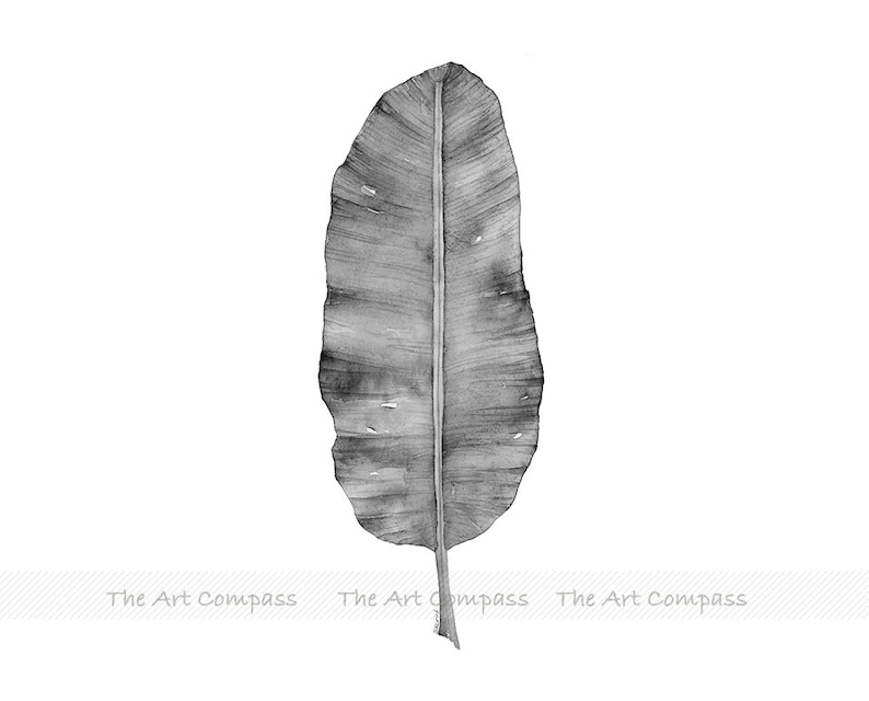 Puede incluir: Una ilustraci&oacute;n de acuarela en blanco y negro de una sola hoja de pl&aacute;tano.