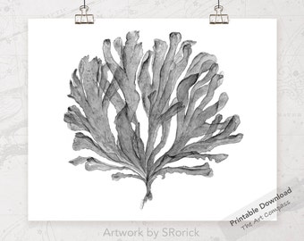 May include: A black and white watercolor illustration of a seaweed plant. The plant has a delicate, flowing shape and is rendered in a realistic style. The artwork is titled "Artwork by SRorick" and includes the text "Printable Download The Art Compass".