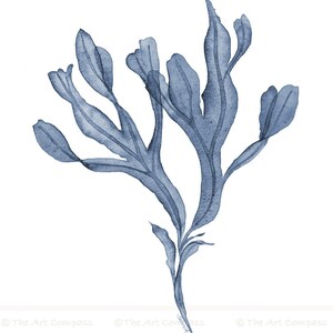 May include: A watercolor painting of a blue seaweed plant with delicate, flowing branches and leaves.