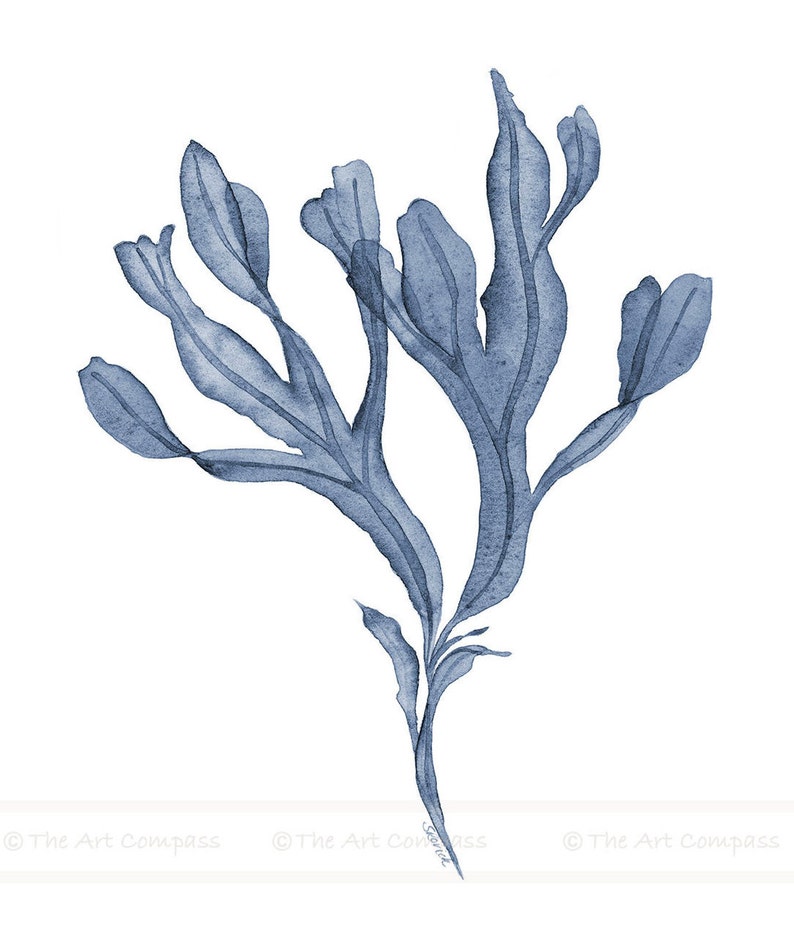 May include: A watercolor painting of a blue seaweed plant with delicate, flowing branches and leaves.