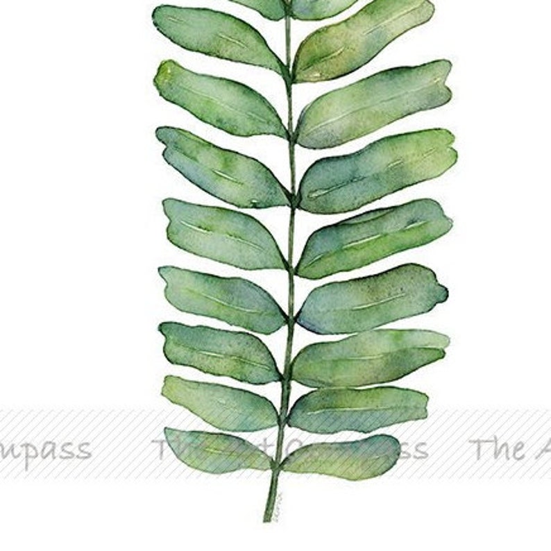 May include: A watercolor painting of a green fern frond with delicate, elongated leaves.