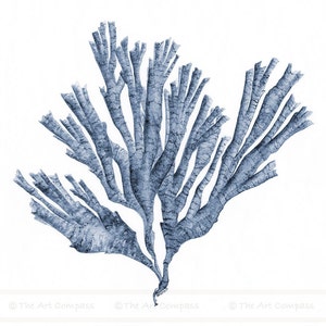 Art Printable Set of 3 Square Downloadable Prints of Navy Blue Sea Fan Watercolour Paintings, Matching Three Piece Living Room Wall Decor
