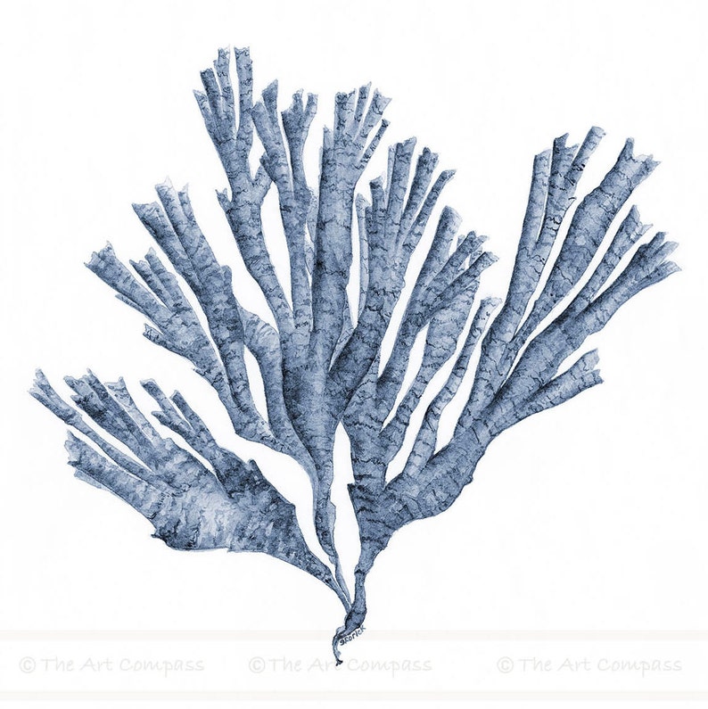 Art Printable Set of 3 Square Downloadable Prints of Navy Blue Sea Fan Watercolour Paintings, Matching Three Piece Living Room Wall Decor