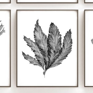 Printable Wall Art, Black and White Botanical Print Set of 6 Digital ...