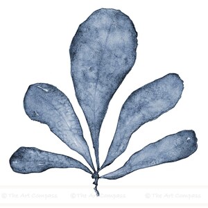 May include: A watercolor painting of a blue seaweed plant with five leaves. The leaves are arranged in a fan shape and have a delicate, translucent appearance.