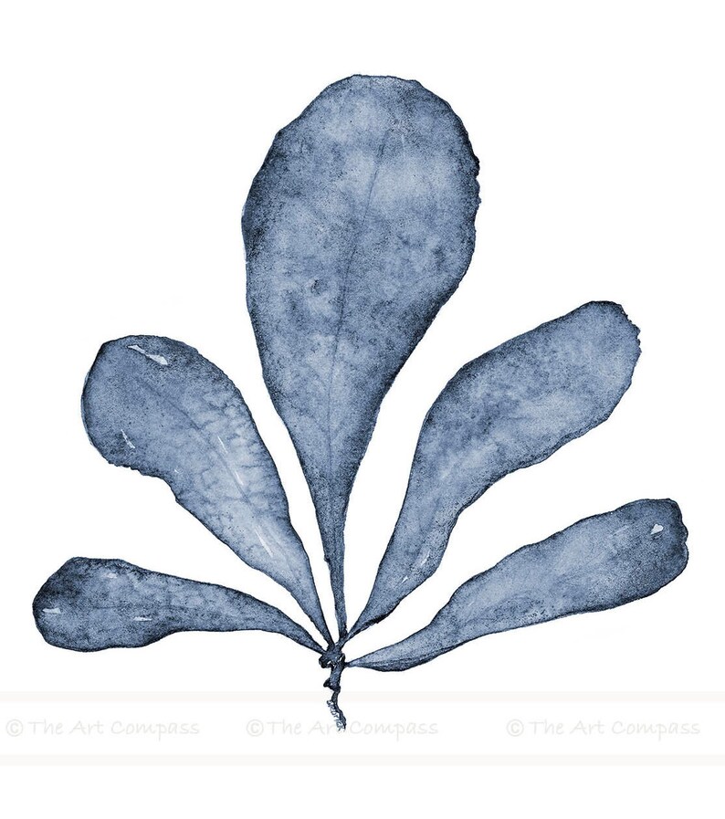 May include: A watercolor painting of a blue seaweed plant with five leaves. The leaves are arranged in a fan shape and have a delicate, translucent appearance.