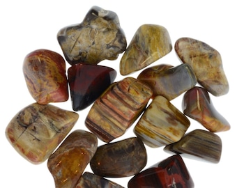 Digging Dolls: 1/2 lb Tumbled Petrified Wood Stones from Madagascar - 0.75" to 1.50" Avg.