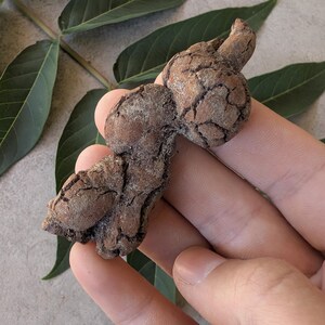 May include: A small, irregularly shaped brown object with a rough, cracked, and textured surface. The object has a bulbous, organic form with deep fissures and dark brown crevices, resembling a dried root or a piece of weathered bark.