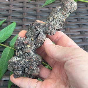 Coprolito fosilizado de Madagascar (168 g): excrementos de dinosaurio reales, heces de dinosaurio petrificadas, espécimen fósil jurásico.