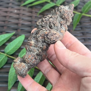 Coprolito fosilizado de Madagascar (142 g): excrementos de dinosaurio reales, heces de dinosaurio petrificadas, espécimen fósil jurásico.
