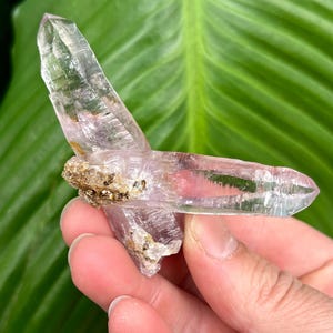 May include: Two clear quartz crystals with a light purple hue, one is larger than the other, and both are attached to a cluster of smaller crystals. The crystals are held in a hand.